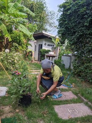 The owner picks up the rocket from her garden to make the salad at Health Me Cafe  in Prachuap Khiri Khan