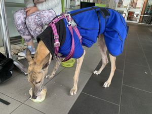 Puppychino 🥰  at The Green Edge Cafe and Store in Windsor