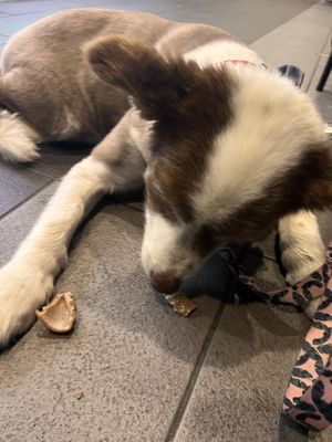 Enjoying his dog treat   at The Green Edge Cafe and Store in Windsor