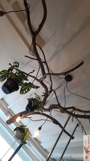 Weeping willow branch on the ceiling at Urban Greener in Paris