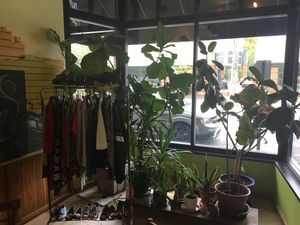 Plants and thrift store finds at The Root Cafe in Lakewood