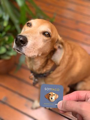 Paco 🐶  at Gorrión in Buenos Aires