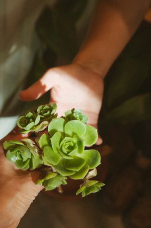 Plants lovers at Gorrión in Buenos Aires