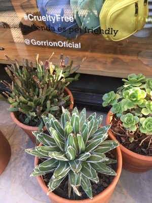 Gorrión is a cruelty free store at Gorrión in Buenos Aires