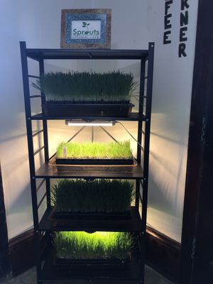 Freshly Grown Wheatgrass!!! At Sprouts Organic Cafe!!!  at Sprouts Organic Cafe in New Orleans