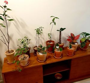  at Fig from Vegan 채식주의자의 무화과 in Jeonju