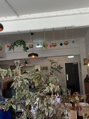 PLANTS INSIDE THE SHOP  at Last Light Coffee in Blackpool