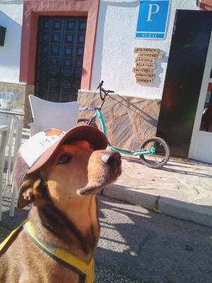 Petfriendly at Kerkus Veggie Bar in Montecorto