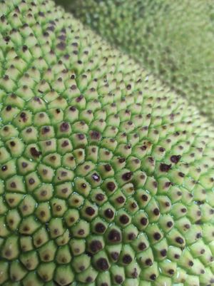 Los esperamos a todos  jackfruit para el mundo Saludos at La Cordobesita in Tulum