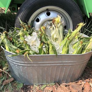 Olathe Sweet Corn at Kiki's Peak Produce in Alma