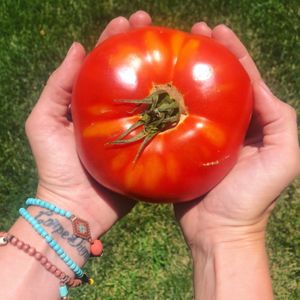 Beefsteak Tomatoes! at Kiki's Peak Produce in Alma