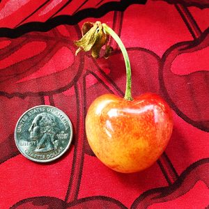 HUGE Rainer Cherries! at Kiki's Peak Produce in Alma