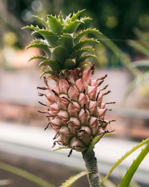 Mini pineapple in the garden at Buddha Cafe in Samosir