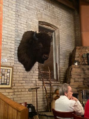 Lots of dead animal heads 🥺  at Kafe Kokopelli in Dade City