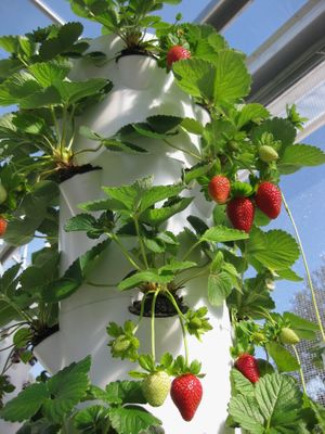 Agrotonomy  Tower Farms at Agrotonomy Corporation in Sedona