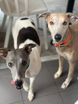 Cafeteria is pet friendly . at Slodko i Czule in Krakow