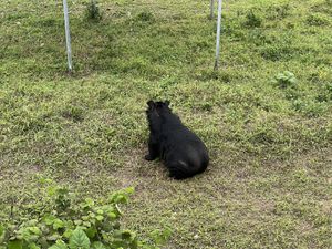 One of the bears   at BEAR SANCTUARY in Ninh Binh