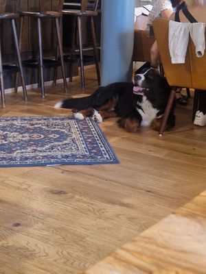 Doggo at Köhlerstüble in Stuttgart