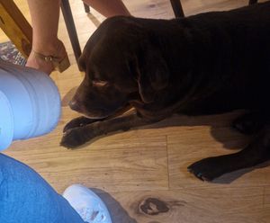 Doggo at Köhlerstüble in Stuttgart