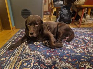 Doggo at Köhlerstüble in Stuttgart