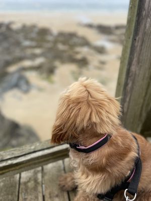Dog friendly great views of Fistral   at Sea Spray in Newquay