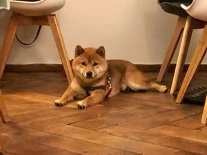 Pets are welcome too :) at Bund 39 in Zurich