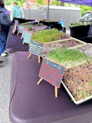 microgreens at The Original Bardstown Road Farmers' Market in Louisville