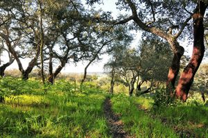 Green spaces at Vegans by the Sea - Country Houses in Santiago Do Cacem