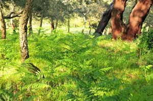 Green spaces at Vegans by the Sea - Country Houses in Santiago Do Cacem