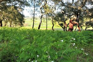 Green spaces at Vegans by the Sea - Country Houses in Santiago Do Cacem
