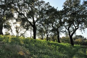 Green spaces at Vegans by the Sea - Country Houses in Santiago Do Cacem
