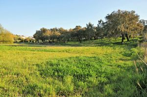 Green spaces at Vegans by the Sea - Country Houses in Santiago Do Cacem