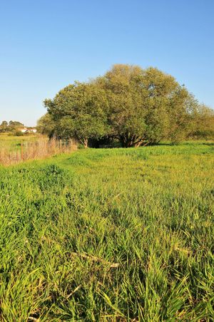 Green spaces at Vegans by the Sea - Country Houses in Santiago Do Cacem