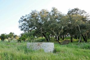 Green spaces at Vegans by the Sea - Country Houses in Santiago Do Cacem