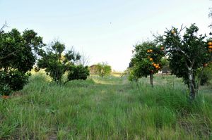 Green spaces at Vegans by the Sea - Country Houses in Santiago Do Cacem