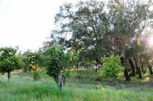 Green spaces at Vegans by the Sea - Country Houses in Santiago Do Cacem