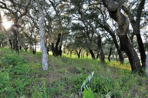 Green spaces at Vegans by the Sea - Country Houses in Santiago Do Cacem