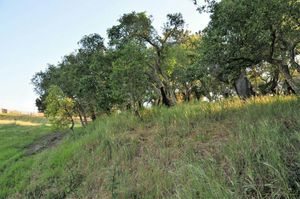 Green spaces at Vegans by the Sea - Country Houses in Santiago Do Cacem