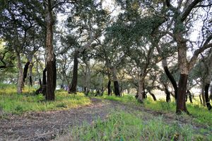 Green spaces at Vegans by the Sea - Country Houses in Santiago Do Cacem