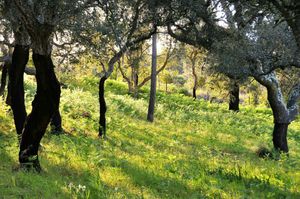 Green spaces at Vegans by the Sea - Country Houses in Santiago Do Cacem