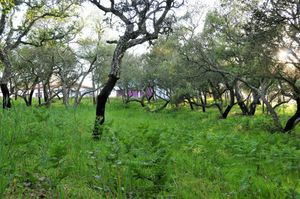 Green spaces at Vegans by the Sea - Country Houses in Santiago Do Cacem