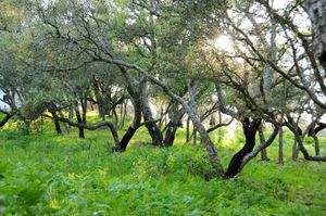 Green spaces at Vegans by the Sea - Country Houses in Santiago Do Cacem