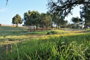 Green spaces at Vegans by the Sea - Country Houses in Santiago Do Cacem
