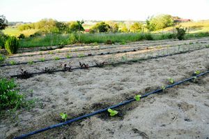 Green spaces at Vegans by the Sea - Country Houses in Santiago Do Cacem
