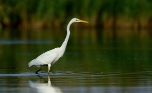 Neighbors at Vegans by the Sea - Country Houses in Santiago Do Cacem