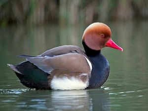 Neighbors at Vegans by the Sea - Country Houses in Santiago Do Cacem