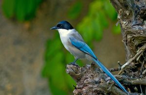 Neighbors at Vegans by the Sea - Country Houses in Santiago Do Cacem