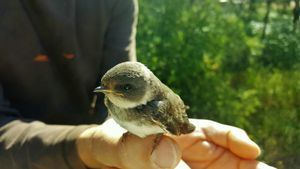 Rescued bird at Vegans by the Sea - Country Houses in Santiago Do Cacem