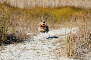 Miró, the house mascot at Vegans by the Sea - Country Houses in Santiago Do Cacem