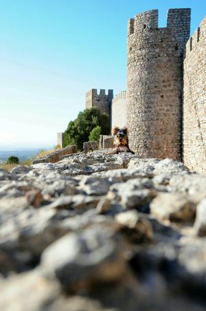 Miró in Santiago do Cacém castle at Vegans by the Sea - Country Houses in Santiago Do Cacem